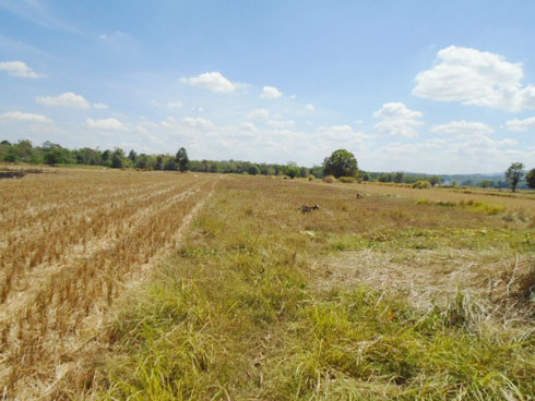 Agricultural in Lot 892, Brgy. Daldalayap, San Clemente, Tarlac (interior), Luzon - Foreclosed Property
