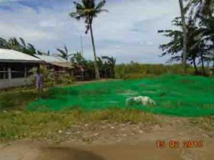 Agricultural in Lot 384, Brgy. Binaobaoan, Pilar, Capiz (Interior) - Foreclosed Property