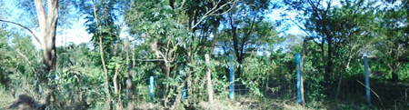 Agricultural in Lot 1, Psd-03-008603, Brgy. 9, Poblacion San Pedro, Gen. Tinio, Nueva Ecija (Interior), Luzon - Foreclosed Property