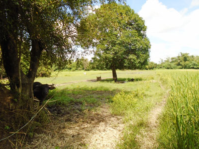 Agricultural in Lot 3113-C-1, Purok 6, Brgy. San Jose, Gerona, Tarlac (Interior), Luzon - Foreclosed Property