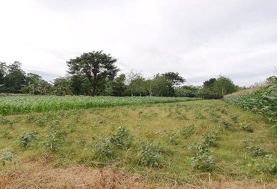 Agricultural in Lot 564-A, PSD-015545-027314, Brgy. Malibong, Urbiztondo, Pangasinan, Luzon - Foreclosed Property