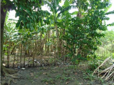 Agricultural in Lot 8-I, Brgy. Coral-Iloco, Ramos, Tarlac (Interior), Luzon - Foreclosed Property