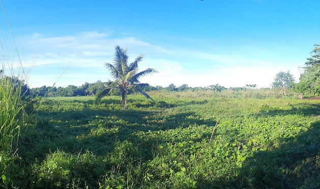 Vacant Lot in Various lots, Gubat - Prieto Diaz Road, Brgy. Cogon, Gubat, Sorsogon, Luzon - Foreclosed Property