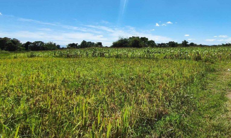 Vacant Lot in Lot 3606 Int. Lot Brgy. Quezon, San Isidro, Isabela - Foreclosed Property