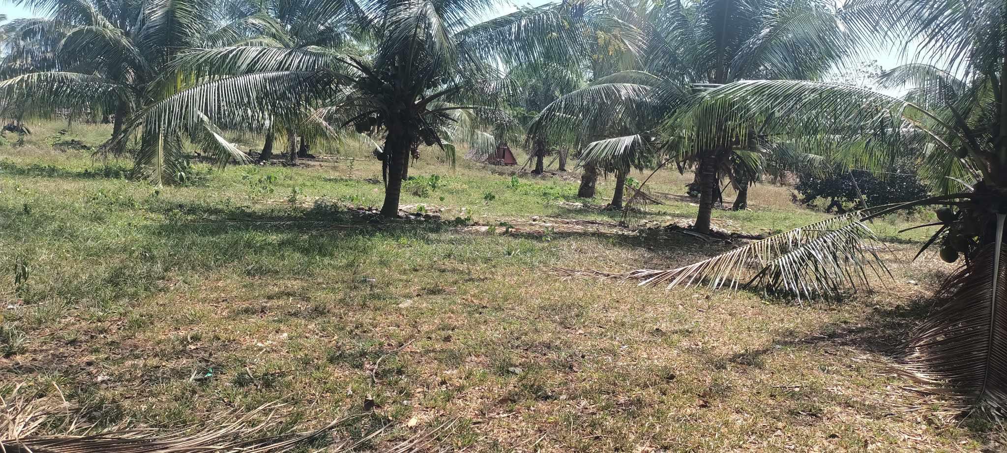 Vacant Lot in Lot 787-B-4-D, Barangay Road, Brgy. Burgos, Cadiz City, Negros Occidental - Foreclosed Property