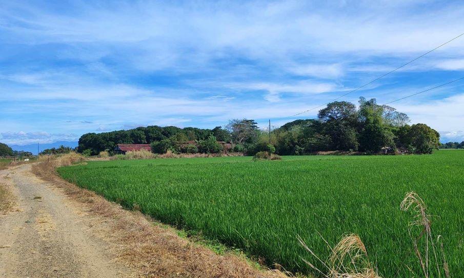 Vacant Lot in Lot 1, Access Rd .Brgy. Baloc, Santo Domingo, Nueva Ecija - Foreclosed Property