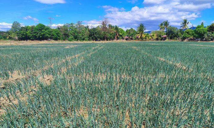 Vacant Lot in Lot 6, Blk. 15, Santos-Alforiso Subdivision, Brgy. Camburay, San Jose, Occidental Mindoro - Foreclosed Property