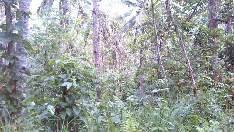 Vacant Lot in Lot no. 153, Brgy. Del Monte, Talacogon, Agusan del Norte - Foreclosed Property