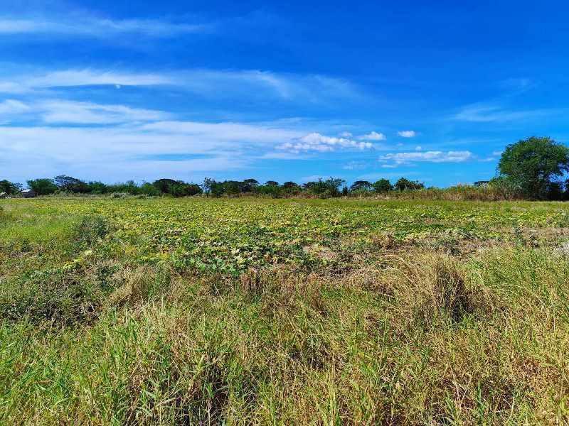 Vacant Lot in Lot 1657-B-7, Brgy. Bagong Sikat, San Jose, Occidental Mindoro - Foreclosed Property